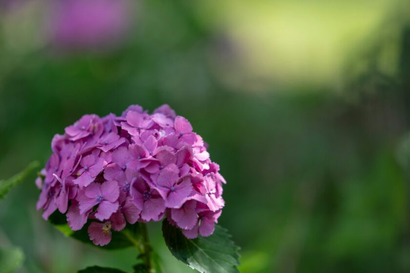 a close up of a purple flower with green leaves