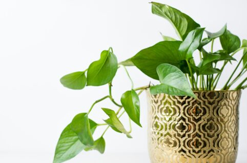 green plant on white ceramic vase