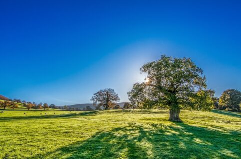 tree, sun, sunshine