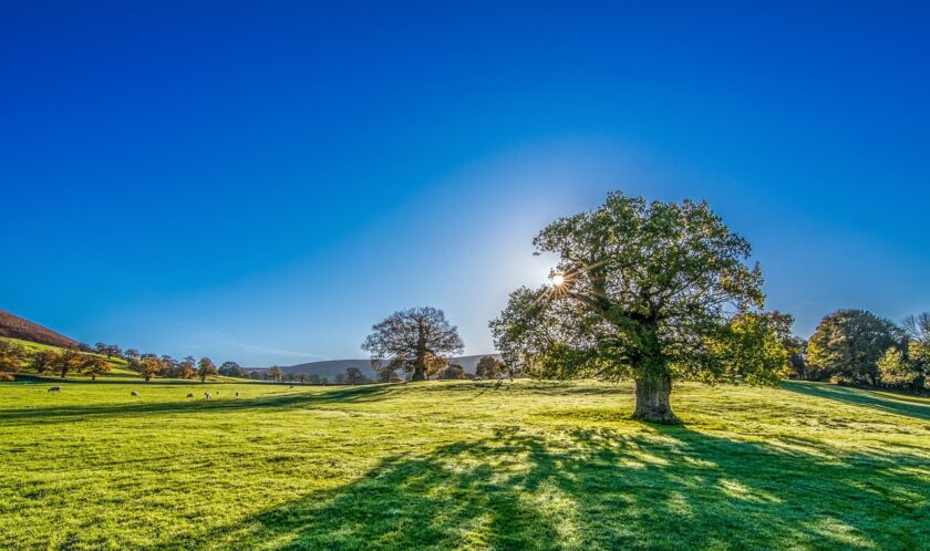 tree, sun, sunshine