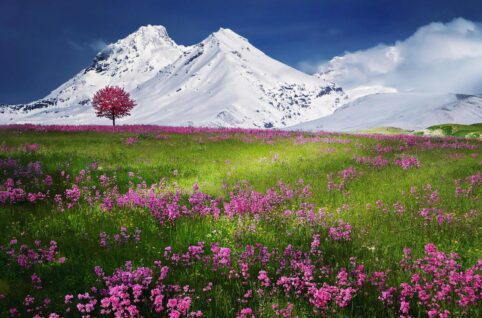 Pink Flowers Near Mountain Covered by Snow