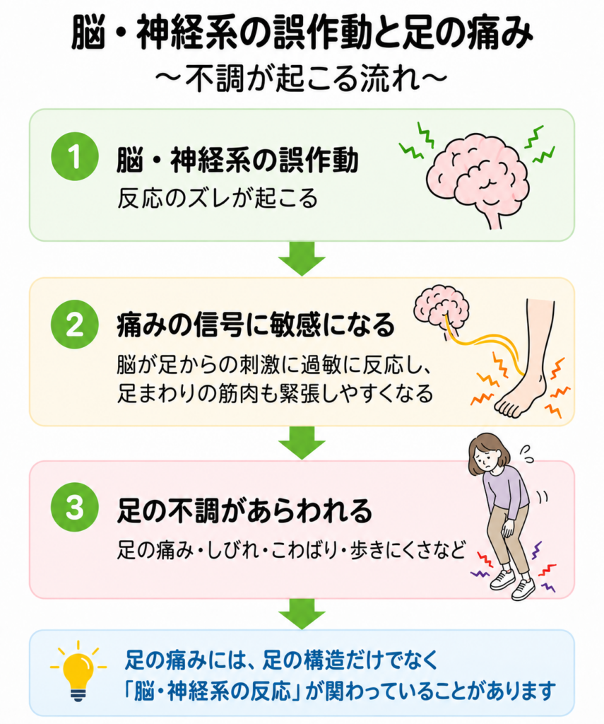 脳・神経系の誤作動により痛みの信号に敏感になり、足の痛み・しびれ・こわばり・歩きにくさなどがあらわれる流れを説明した図。