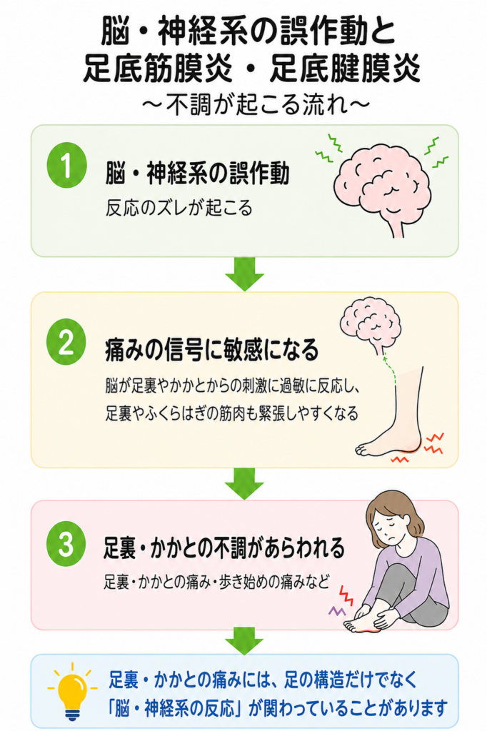 足底筋膜炎・足底腱膜炎の踵や足裏の痛みと脳・神経系の誤作動の関係を説明した図
